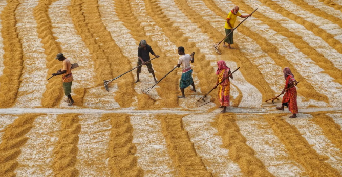 India Rice Production 2026: Output May Fall 10 Million Tonnes, but Record Stocks Could Support Exports